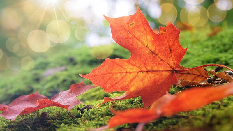 Autumn Finland