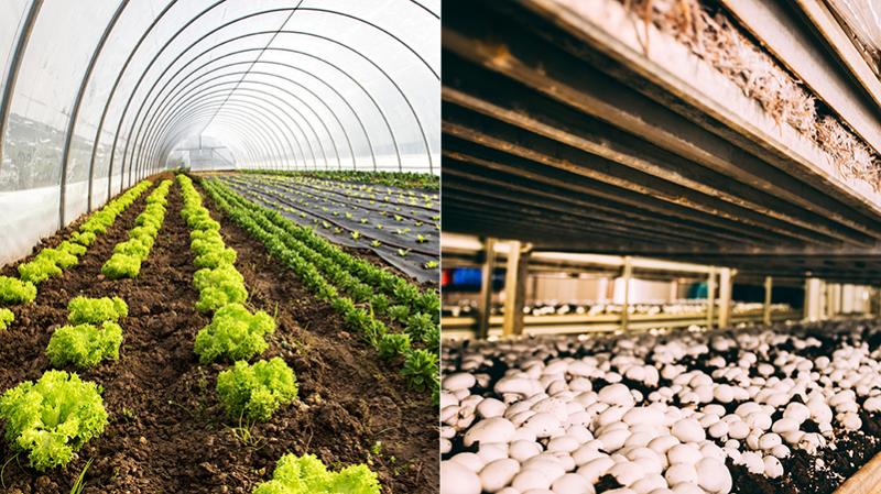 Greenhouse and mushroom farm