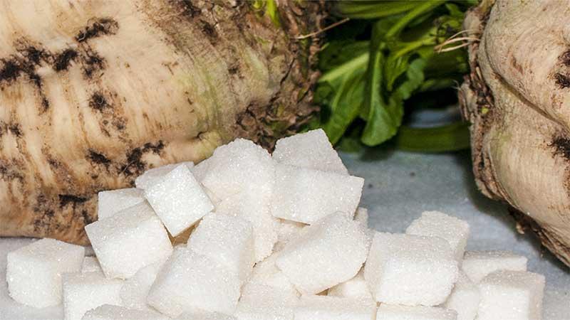 Sugar beets and sugar cubes