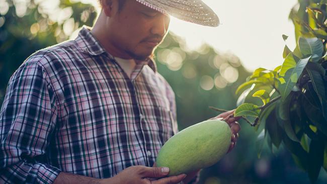 Mango farmer