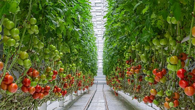 Growing tomatoes in a greenhouse