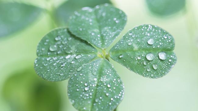 Clover with droplets